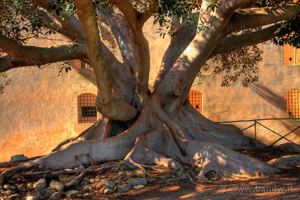 Castello di Donnafugata_057.jpg - Donnafugata (RG) - Magnolia del giardino - (HDR version)